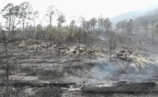 2.004 Ha Hutan di Lawu Terbakar, Reboisasi Dilakukan dengan Teknik Aeroseeding