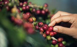 Petani dan Pelaku Usaha Diminta Jaga Kualitas Kopi Temanggung