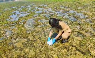 Hasil Uji Lab Keluar, Pantai Krakal & Slili Gunungkidul Tercemar Senyawa Kimia