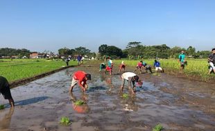 Mengenal Komunitas Petani Muda Klaten yang Rajin Berbagi Inspirasi via Medsos