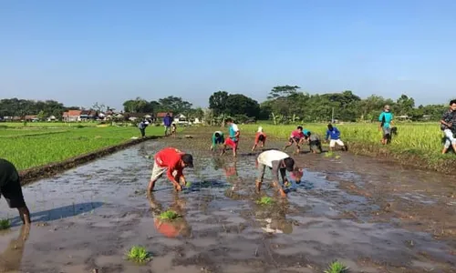 Petani Klaten Didominasi Usia 45 Tahun ke Atas, Milenial Baru Ada 11.236 Orang