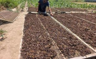 Petani Manisrenggo Klaten Bingung, Pabrik Rokok Tak Lagi Beli Tembakau Mereka