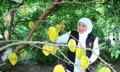 Serunya Wisata Petik Buah Belimbing di Blitar, Tiket Masuk Cuma Rp10.000