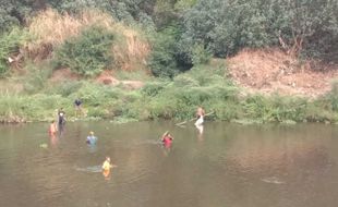 Bengawan Solo Tercemar, Warga Tangkap Ikan Mabuk dengan Tangan Kosong