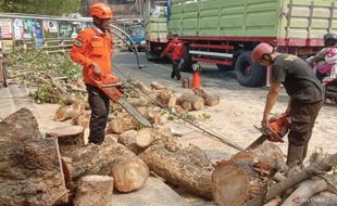 Tertimpa Pohon saat Melintas, 2 Pengendara Motor di Malang Alami Luka-luka