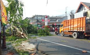 Pohon Tumbang Timpa Truk Dekat Tugu Lilin Ampel Boyolali, Lalu Lintas Tersendat