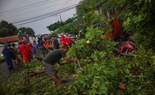 Hujan Deras dan Angin Kencang Landa Solo, Pohon Tumbang di Belasan Lokasi