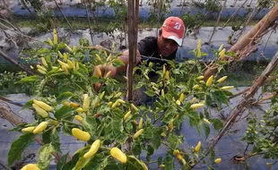 Petani Cabai di Wonogiri Tak Untung Banyak meski Harga Naik, Ini Penyebabnya