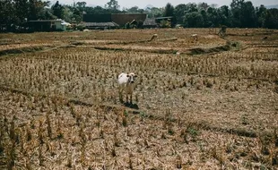 Arti Mimpi Sawah yang Membawa Pertanda Buruk