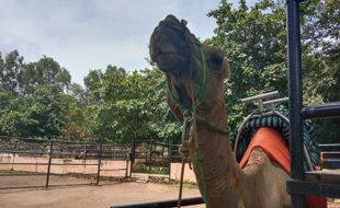 Kemarau Panjang Bikin Danau Semarang Zoo Mengering, Begini Nasib Satwanya