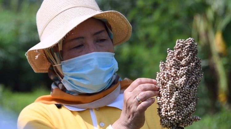 Kendala Pengembangan Sorgum : Potensial, tapi Kurang Diminati Petani