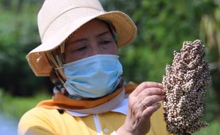 Kendala Pengembangan Sorgum : Potensial, tapi Kurang Diminati Petani