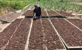 Jadi Daerah Penghasil Tembakau, Ini Jenis yang Ditanam Petani di Klaten