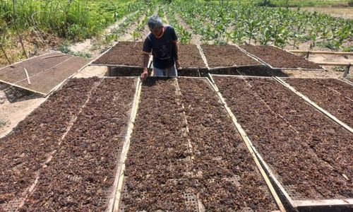 Jadi Daerah Penghasil Tembakau, Ini Jenis yang Ditanam Petani di Klaten