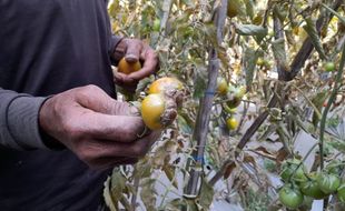 Waduh! Kemarau Bikin Panen Tomat di Lereng Merapi Boyolali Turun & Cepat Busuk