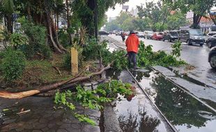 Cuaca Ekstrem Terjang Solo, Pohon Bertumbangan di Sejumlah Lokasi