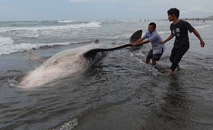 Hiu Tutul Sepanjang 4 Meter Mati Terdampar di Pantai Wagir Cilacap