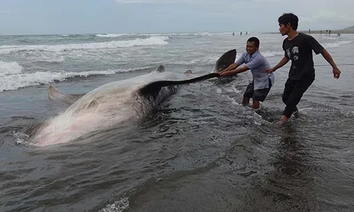 Hiu Tutul Sepanjang 4 Meter Mati Terdampar di Pantai Wagir Cilacap