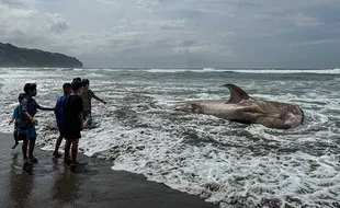 Seekor Hiu Tutul Mati Terdampar di Pantai Parangtritis Bantul