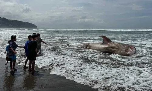 Seekor Hiu Tutul Mati Terdampar di Pantai Parangtritis Bantul