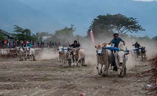 Aksi Joki Adu Kecepatan dan Ketangkasan Lomba Karapan Sapi di Sigi Sulteng