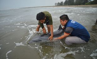 Evakuasi Lumba-lumba Terdampar di Pantai Pasir Jambak Padang