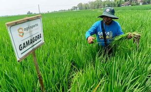 UGM Kembangkan Varietas Padi Gamagora 7 di Ngawi