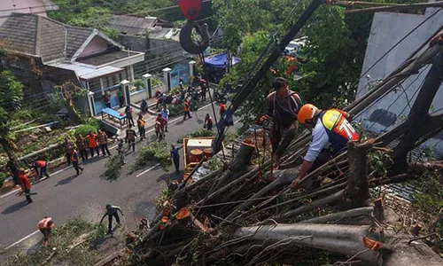 Petugas Gabungan Gotong Royong Bersihkan Sisa Pohon Tumbang di Solo