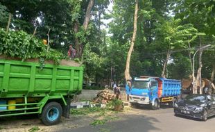 Pohon di Jalan Protokol Rawan Roboh saat Hujan, Disperkim Semarang Lakukan Ini