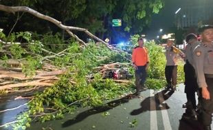 Tak Ada Hujan dan Angin, Pohon Tumbang Timpa Pengendara di Sukoharjo