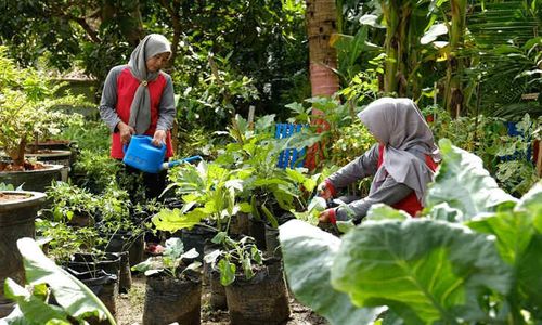 Program "Bumi Kartini" Semen Gresik Sukses Bantu Warga Hasilkan Jutaan Rupiah