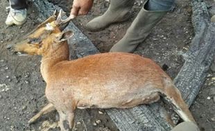 Viral! Video Satwa Jadi Korban Kebakaran Hutan Gunung Merbabu, Ini Kata BTNGMb