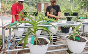 Perburuan Besar Bikin Anggrek Endemik Merapi di Klaten Sempat Berkurang Drastis