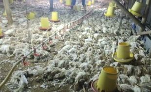 Listrik Padam Bikin 12.000 Ekor Ayam Mati, Peternak di Ngawi Rugi Rp500 Juta