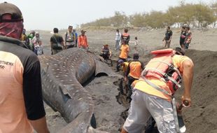 Hiu Paus Jumbo Seberat 1,5 Ton Ditemukan Mati di Pantai Kulonprogo