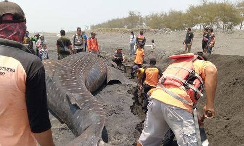 Hiu Paus Jumbo Seberat 1,5 Ton Ditemukan Mati di Pantai Kulonprogo