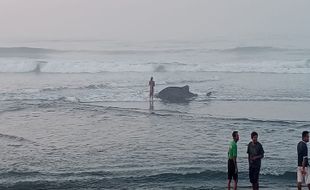 Dua Ekor Ikan Hiu Paus Tutul Terdampar di Pantai Selatan Bantul 3 Hari Terakhir