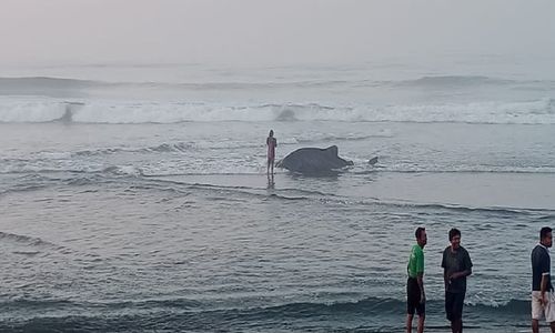 Dua Ekor Ikan Hiu Paus Tutul Terdampar di Pantai Selatan Bantul 3 Hari Terakhir