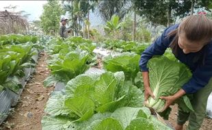 Panen Perdana, Poktan Hortikultura Poco Leok NTT Binaan PLN Raup Untung Besar