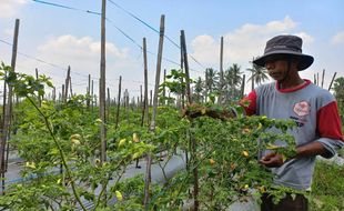 Harga Cabai Melejit, Petani Klaten Sebut Sebanding dengan Biaya Operasional