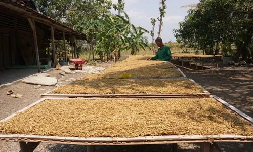 Anomali Pertanian Tembakau di Wonogiri, Petani Tambah tapi Luas Lahan Berkurang