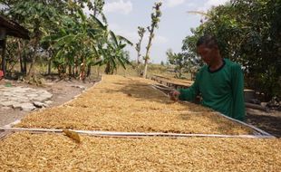 Dengan 4.600 Petani, Eromoko Jadi Sentra Penghasil Tembakau Terbesar Wonogiri