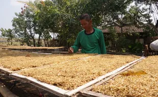 Kisah Petani Tembakau Wonogiri yang Dibuat Tak Berdaya dengan Skema Kemitraan