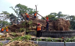 Sukarelawan Gabungan Berjibaku Bersihkan Sisa Pohon Tumbang 