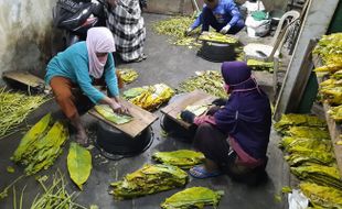 Kisah Petani Tembakau Temanggung Buka Lapangan Kerja sampai Panen Rupiah