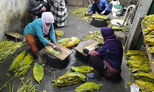 Kisah Petani Tembakau Temanggung Buka Lapangan Kerja sampai Panen Rupiah