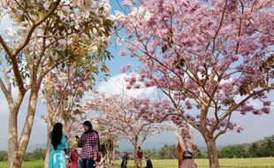 Viral Bunga Tabebuya Bermekaran di Ngletoh Magelang Serasa di Jepang