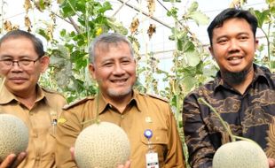 Gapoktan Rahayu Makmur Temanggung Panen Raya Melon