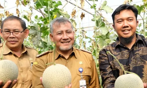 Gapoktan Rahayu Makmur Temanggung Panen Raya Melon