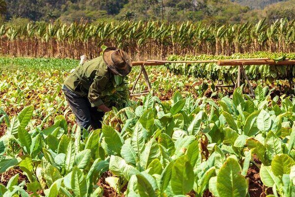 Temanggung, Lahan Tembakau Terbaik Dunia